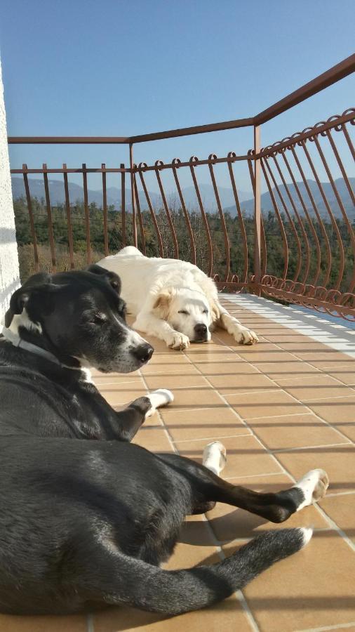 Bed and Breakfast L'Arcadia Giffoni Sei Casali Zewnętrze zdjęcie